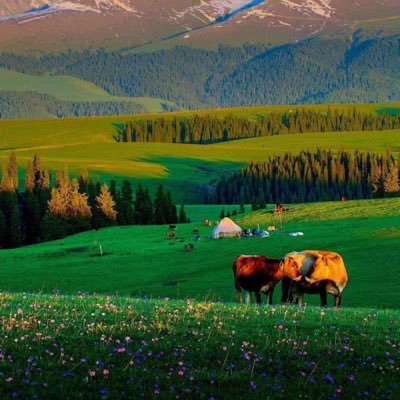 KaiLiuClemson's profile picture. Assistant Professor, CS@Clemson University