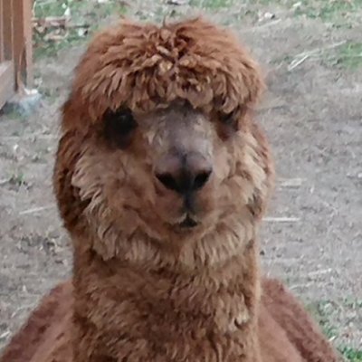 二児のヘタレおやじです。
メタボに一直線。おいしいものが好きで、料理に少しずつ挑戦中!家族が驚き、笑顔になる料理を目指してます!!
家事も手伝って、奥さんの機嫌がよくなりますように!!
コツコツ #懸賞応募 して、当選で家族を笑顔にすることも、目指してます!
#懸賞当選 しましたら、#アオアオの当選報告 で報告します!