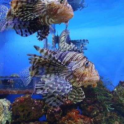 SergioMadness's profile picture. 