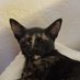 cats are better than people (@debkwan) Twitter profile photo cats are better than people (@debkwan) Twitter profile photo