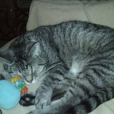 KJPennyPA's profile picture. Democracy is fragile, pay attention!
💙💛🌻
🐱named Cappy 🐕🐐🐳🌲🌎
Braves⚾
Pro Choice.    GET THE BOOSTER!😷
NO MAGA