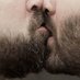 Urso viajante (@bearlitoralsp) Twitter profile photo Urso viajante (@bearlitoralsp) Twitter profile photo