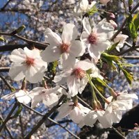 さくら (@sakura_tuki4) 's Twitter Profile