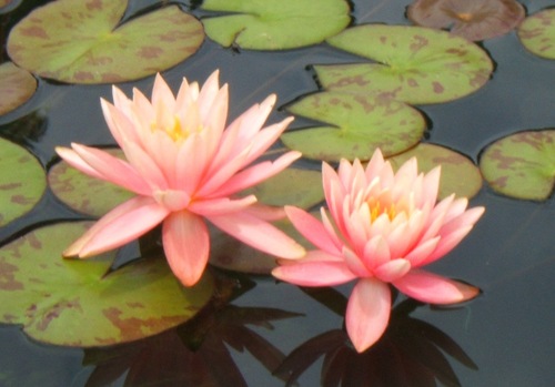 UnCoeurTendre's profile picture. Answers? What answers? You mean there are answers?