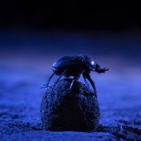 Dacke Lab (@lab_dacke) 's Twitter Profile