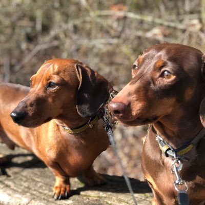 I am Mr Bertie Sausage a minature smooth dachshund and Stan is my little choc & tan brother . Proud member of The Sausage Army