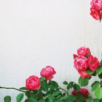 さら (@sara_no__) 's Twitter Profile