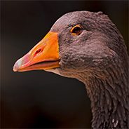 PolosatiyG's profile picture. 25歳 🇷🇺/🇺🇸/🇯🇵 友達になりたい！：３