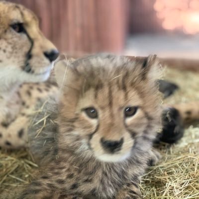 あずまぎ チーターのかわいさ広め隊 カッコいい系もすごく良かったー ことねちゃの魅力を再発見 あずまぎ チーターのかわいさ広め隊 カッコいい系もすごく良かったー ことねちゃの魅力を再発見