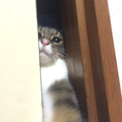 メルルーサ Mmnkmrt Twitter