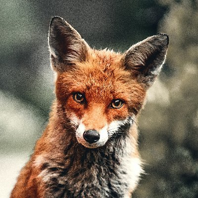 🦊Ⓥ🌱🐾 Vegan Antispéciste 🖤 Feministe 🖤 LGBTQI+ 🖤 Ensauvagement