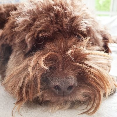 sensible ectricity marketer, megawatt schlepper, lover of the lagotto, frangipani freak, cestini is my noodle, pathetic believer in the NYRs