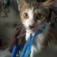 oxazr.g ๐ โ (@ajis421) 's Twitter Profile