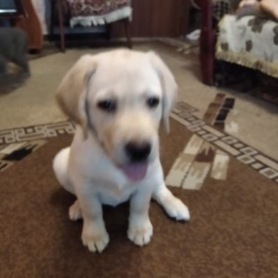 PozziBr82481670's profile picture. не скажу