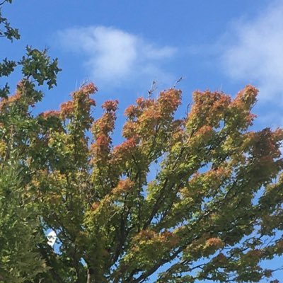 izumi1986t's profile picture. 植物好き🌿懸賞好き✨散歩好き✨料理好き✨pkmn✨krn✨よろしくお願いします✨✨✨