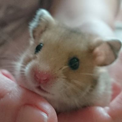 ちひろさんさんのプロフィール画像