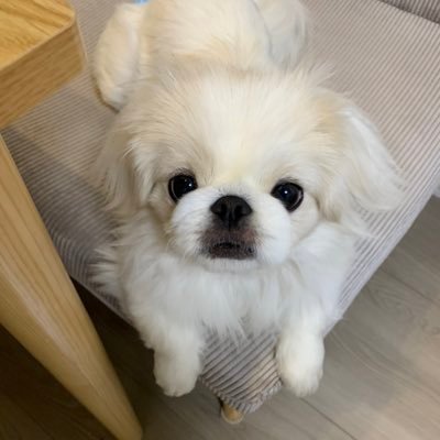 くるみちゃんネル🐶YouTube更新中