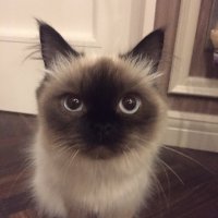 ぽこりーぬママ🐈⬛4y (@buta777choki777) 's Twitter Profile Photo ぽこりーぬママ🐈⬛4y (@buta777choki777) 's Twitter Profile Photo