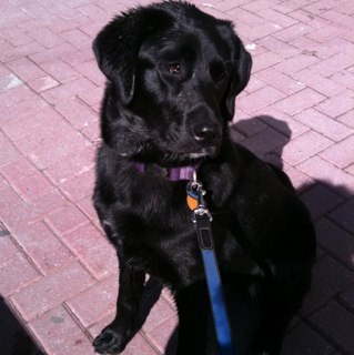 jaynedog's profile picture. the puppy of canton, the dog they call jayne. (owned by @hellokaitlin)