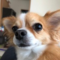 Choku870 (@choku870) 's Twitter Profile Photo