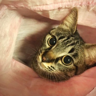 singerykah's profile picture. シンガーのお仕事。頭の中は音楽と動物で出来てる。我が子の名はアース🐈 映画とお笑い好き。笑ってから寝る。微力でも無力ではない、傍観者にならず時代に参加しよう🌎🤝一緒に考えてほしい、そんな投稿が多めになるかも。優しい世界をカタチにしたい #Singer / #資産運用 / #動物支援 / #MARVEL