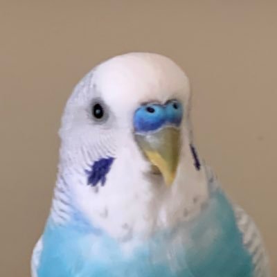 Hi! Im MrBudgie I am 20, I live in Canada and I love Minecraft speedrunning :D // Minecraft 1.16 PB: 8:13 // Hardest Demon in Geometry Dash: Delta!