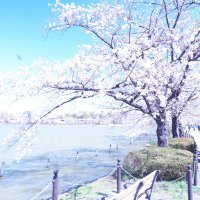 ゼロ匹 (@navy_shiyu) Twitter profile photo
