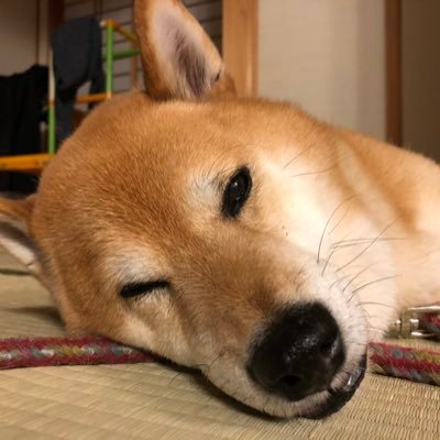 ogisan56's profile picture. サンフラワー大好きです！