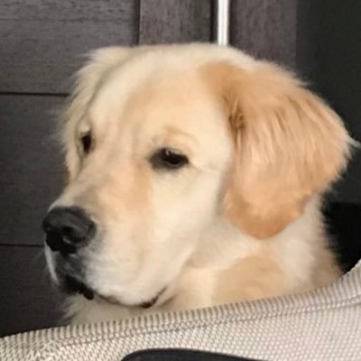 HobietheGolden Profile Picture