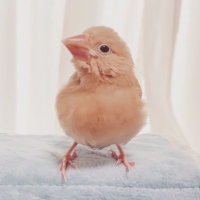 シナモン文鳥ムギとの生活🌱 初めて文鳥を育てています。分からない事も多いので教えて頂けると嬉しいです。 無言フォロー失礼します🙇‍♀️