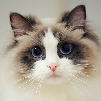 Pet_cats has absolute emotional honesty: human beings, for one reason or another, may hide their feelings, but Pet_cats does not.