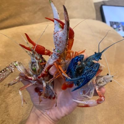 Dummy ザリガニ飼育 Dummy Twitter Dummy ザリガニ飼育 Dummy Twitter
