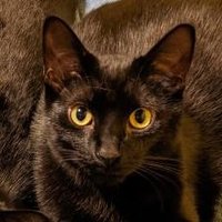 xray (@xray_rl) 's Twitter Profile Photo