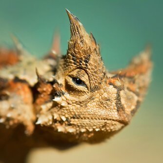 Ambientólogo o científico ambiental o especialista en ciencias ambientales o... bueno, me gusta escribir sobre animales y naturaleza 🦋