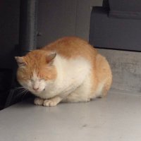 ボンゴレ 荒野アカウント 販売 買取 (@vongole_ad) 's Twitter Profile