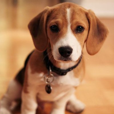 Beagle is a small intelligent dog. It is a popular pet for its size, good temper,
I am a #Beagle fan and this is a fan page of Beagle loves. ❤️❤️❤️