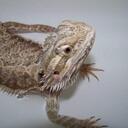 Terri Hensley - @Giggly4Life - Twitter