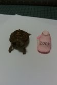 CCBabyT's profile picture. Hi I'm a baby box turtle living at the Clay Center! I like Devo, crickets, worms, and visiting people at my museum! http://t.co/Ribkk8K4Dv