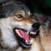 Волк Путина🐺.🇷🇺В миру Василий. (@bulah003) Twitter profile photo Волк Путина🐺.🇷🇺В миру Василий. (@bulah003) Twitter profile photo