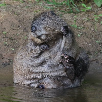 We specialise in evening walks to see beavers in East Devon and day tours to see birds and other wildlife. Photo hides also available. Also see @wisebirding