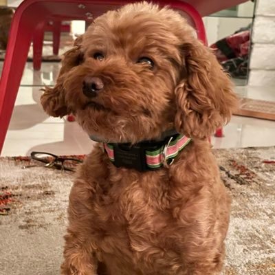 My name is Tilda/Tilly. But my Dads call me Silly Tilly. Pronouns: She/Her. I’m an 80 pound Standard Poodle trapped in an 8 pound Toy Poodle body.