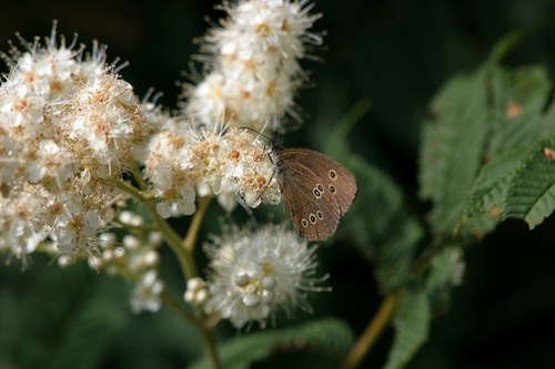 Carsten_Nilsson's profile picture. 