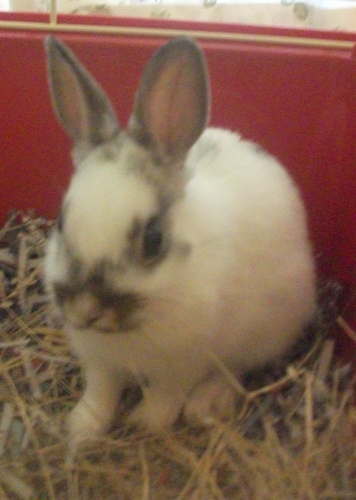 Im a happy, bouncy netherland dwarf rabbit who just loves munching on ANYTHING! #houserabbit #nom #netherlanddwarf