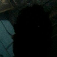 Bijoy Krishan Bhattacharjec (@krishanbijoy) 's Twitter Profile