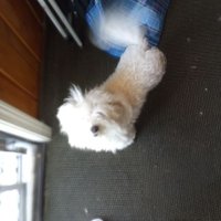 Arron Hears Biden Elected (@victoriavanhor7) 's Twitter Profile Photo