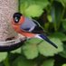 Stourbridgebird4r (@stourbridgebir1) Twitter profile photo Stourbridgebird4r (@stourbridgebir1) Twitter profile photo