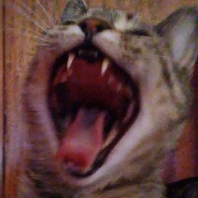 LaDesertF0X's profile picture. rip @DevIsABrokeBoy