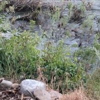 3SpottedTowhees (@jphoenixphd) 's Twitter Profile