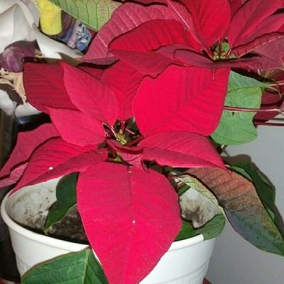 95_56papatya's profile picture. 