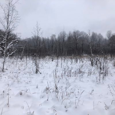 goldenqim's profile picture. 